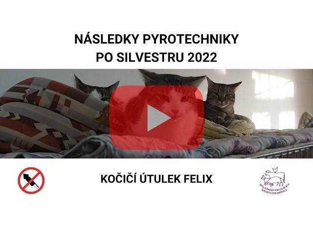 Následky pyrotechniky po Silvestru 2022: kočičí útulek Felix